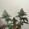 Z-Kiem, Фасовка: 3+3, изображение 3